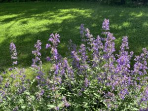 IMG_0588